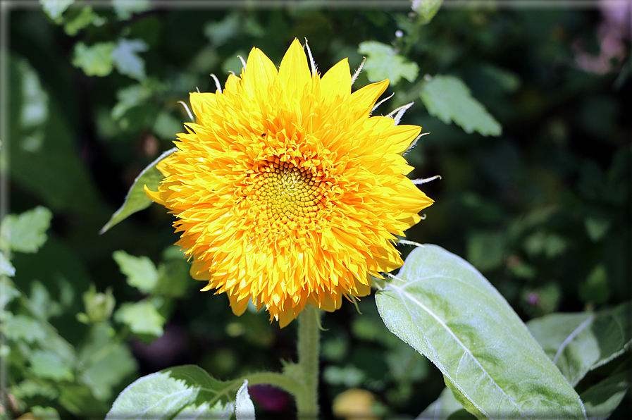 foto Giardini Trauttmansdorff - Giardini del Sole